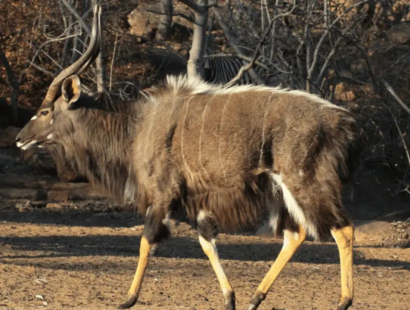 Nyala Hunting in Southern Africa