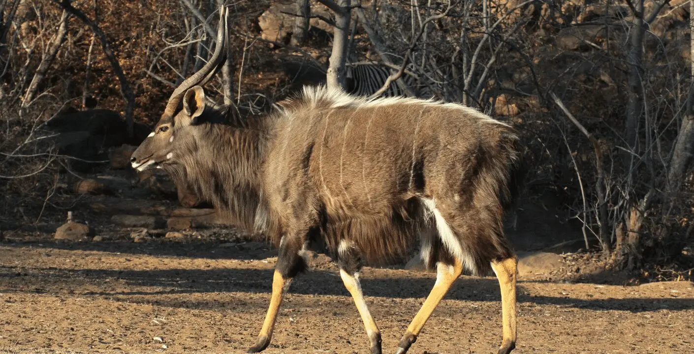 Nyala Hunting in Southern Africa
