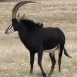Sable Antelope Hunting in Southern Africa