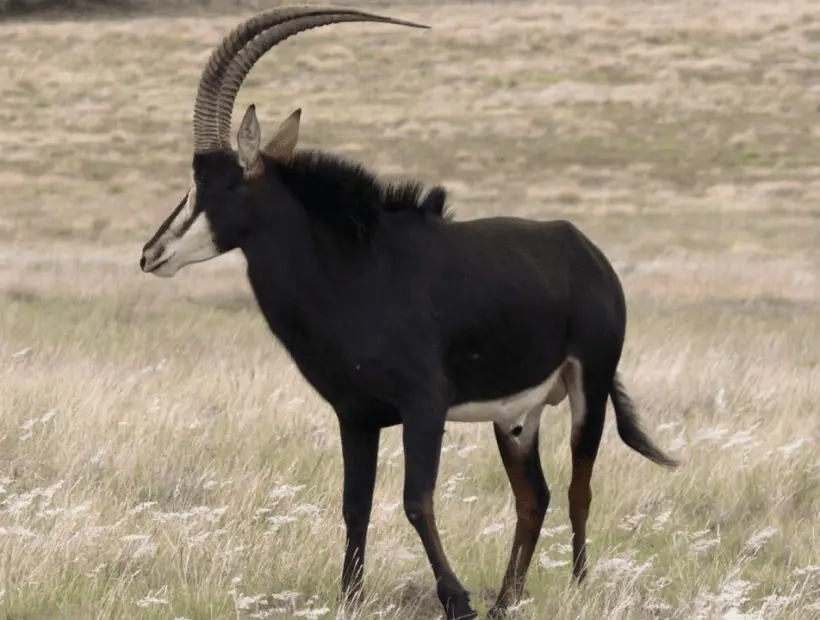 Sable Antelope Hunting in Southern Africa