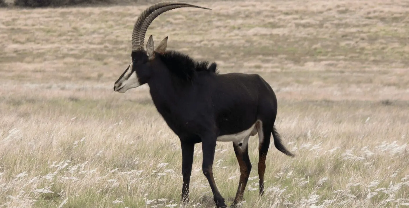 Sable Antelope Hunting in Southern Africa