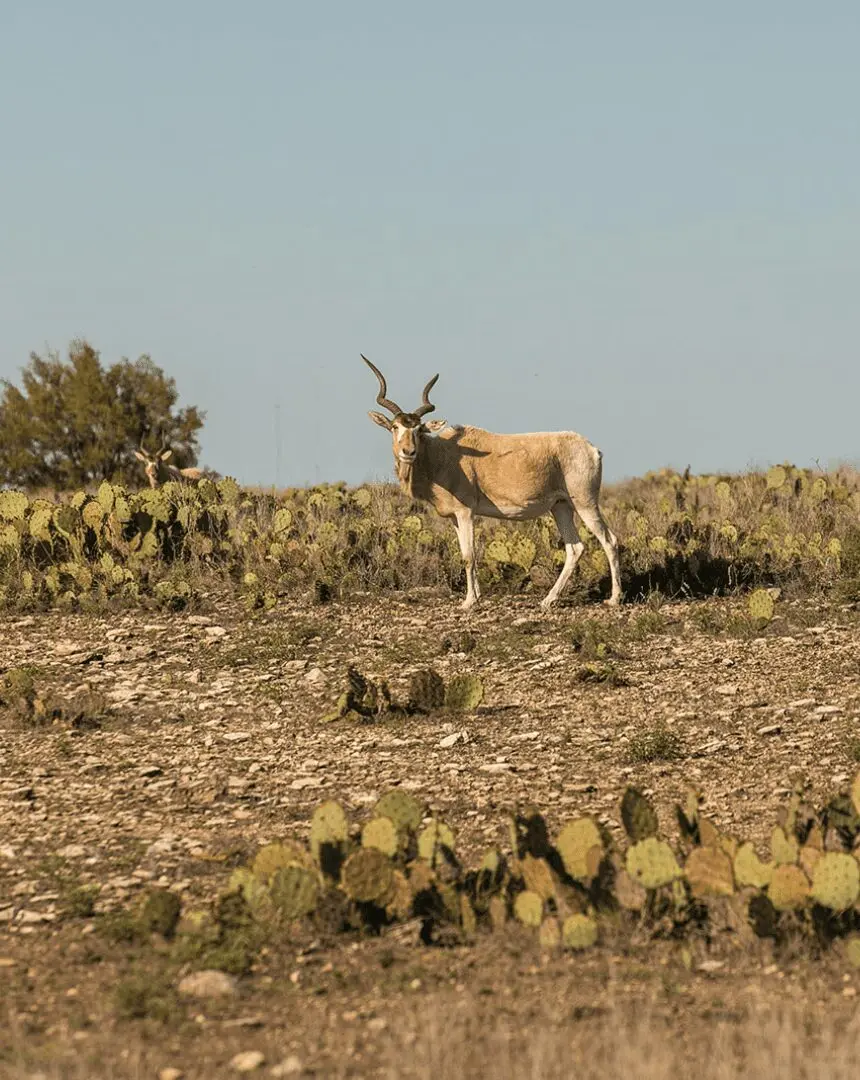 A blackbuck antelope standing in Hill Country brush
