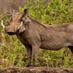 Warthog Hunting in Southern Africa