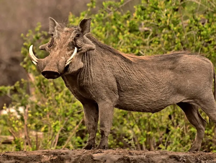 Warthog Hunting in Southern Africa