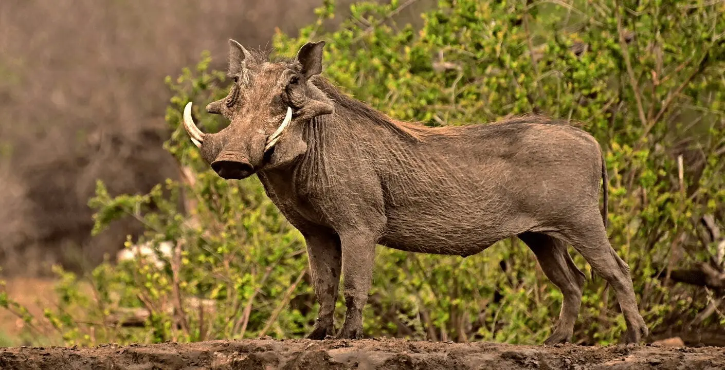 Warthog Hunting in Southern Africa
