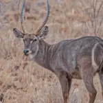 Waterbuck Hunting in Southern Africa