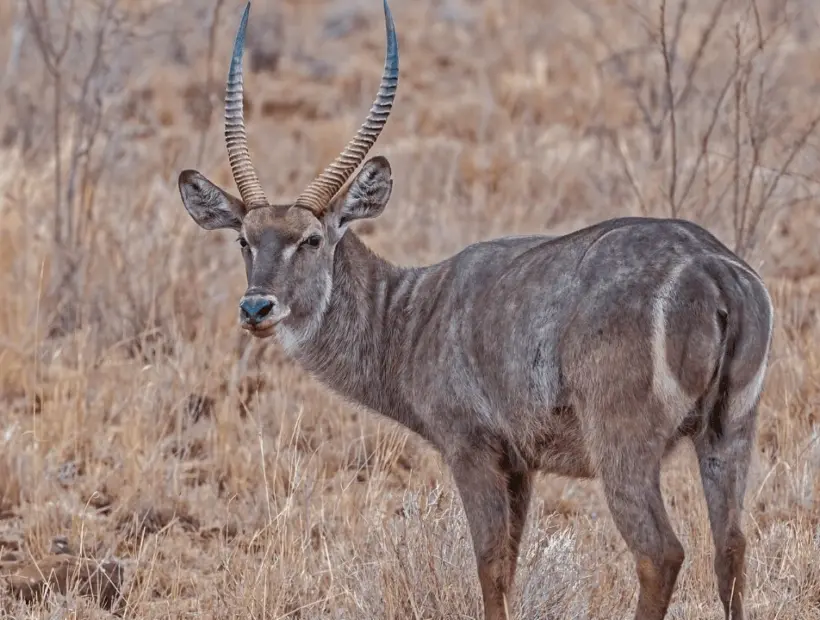 Waterbuck Hunting in Southern Africa