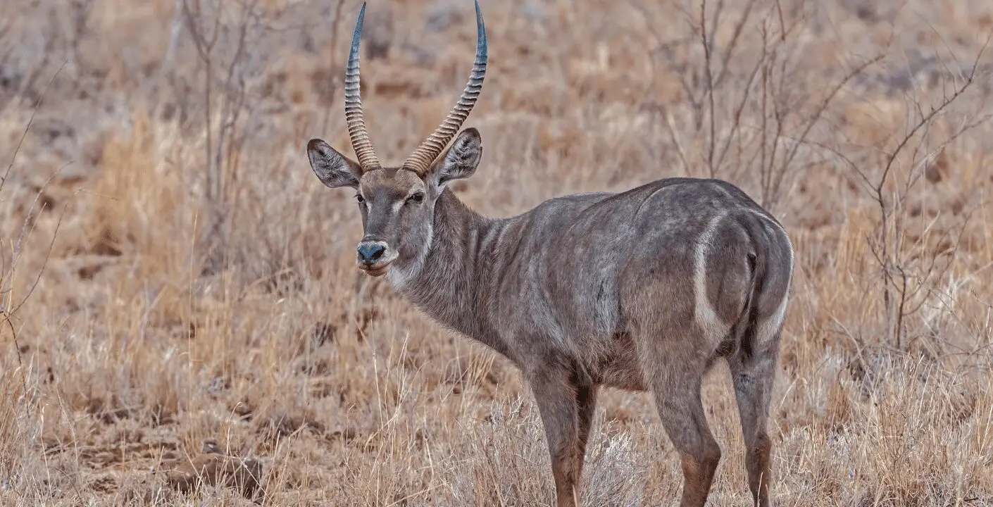 Waterbuck Hunting in Southern Africa