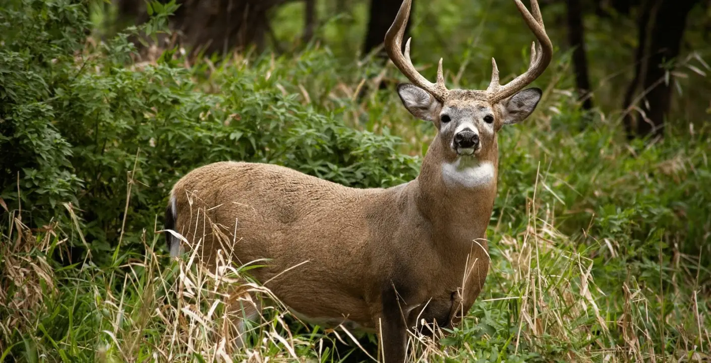 WhitetailDeer