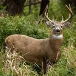 WhitetailDeer