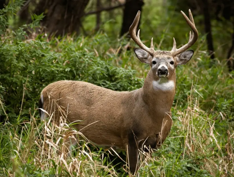 WhitetailDeer