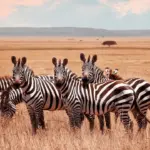 Zebra Hunting in Southern Africa