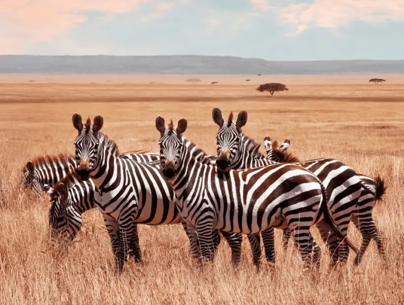 Zebra Hunting in Southern Africa
