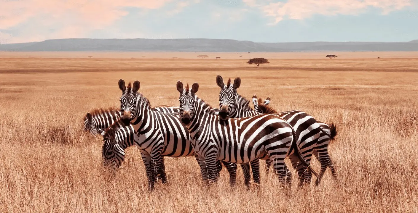 Zebra Hunting in Southern Africa