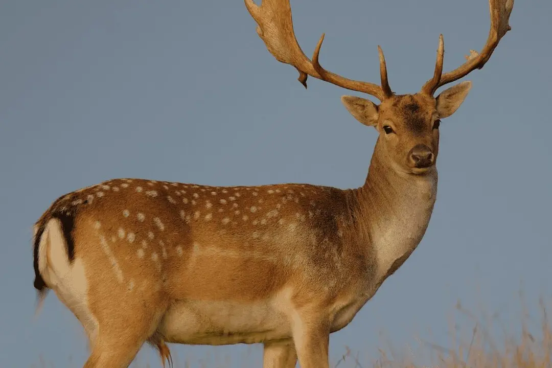 Safari Specialists Fallow