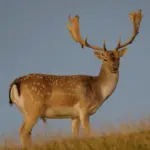 Safari Specialists Fallow