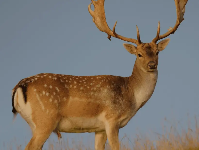 Safari Specialists Fallow