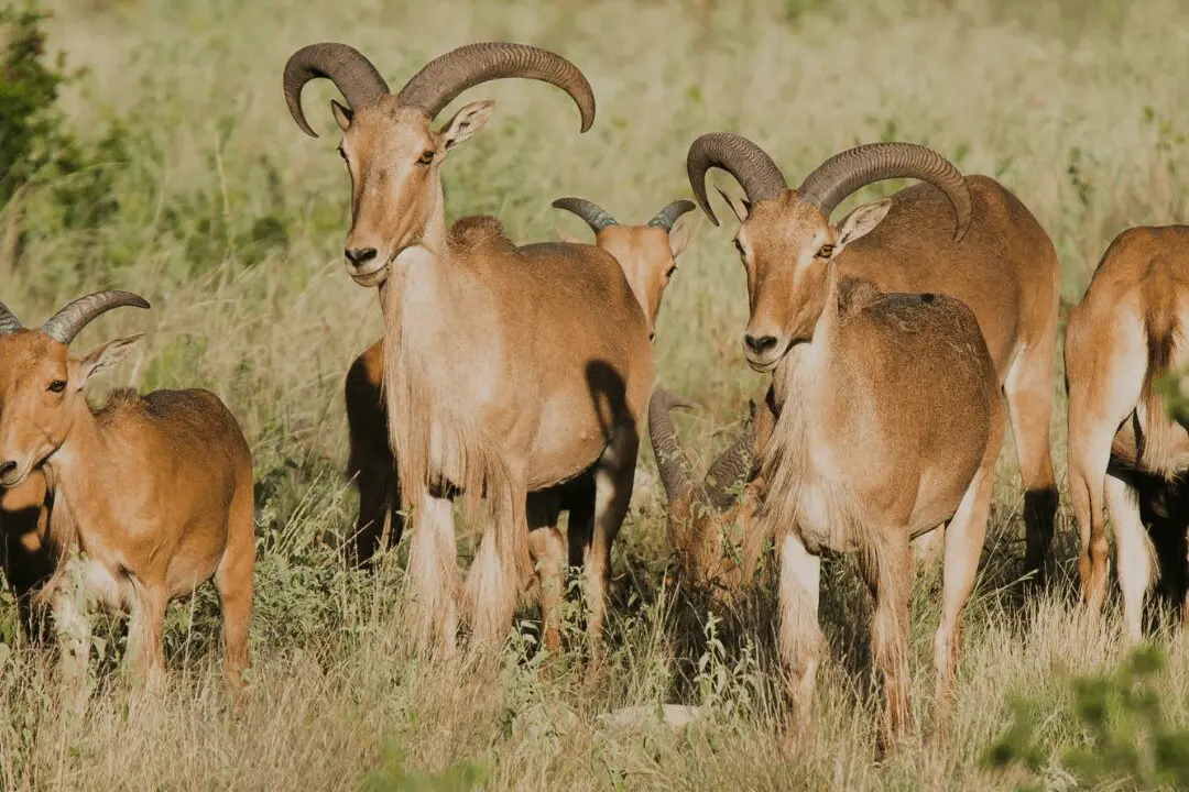 Spot-and-Stalk Secrets: Aoudad Hunting in West Texas
