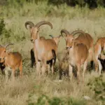 Safari Specialists West Texas Hunts