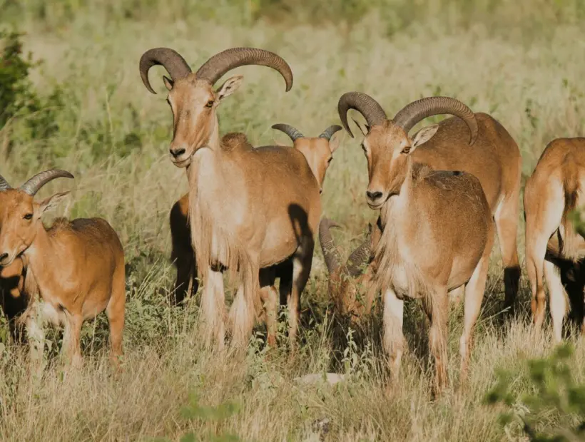 Safari Specialists West Texas Hunts