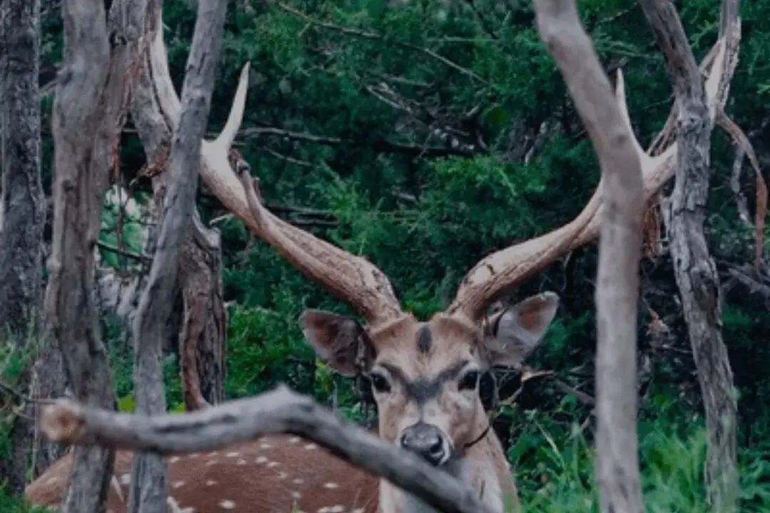 Safari Specialists Texas Exotic Hunts