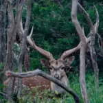 Safari Specialists Texas Exotic Hunts