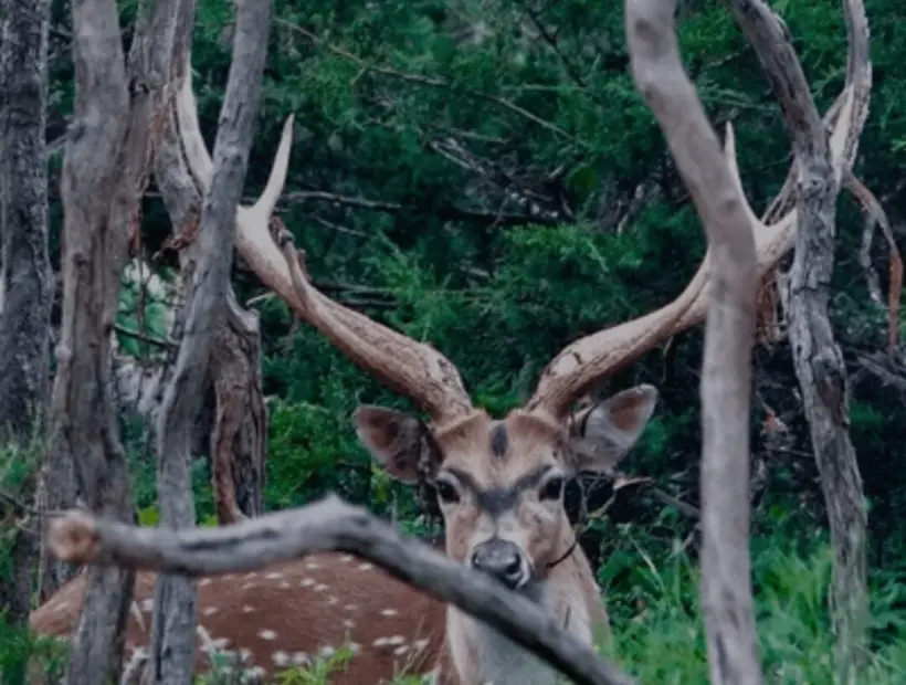 Safari Specialists Texas Exotic Hunts