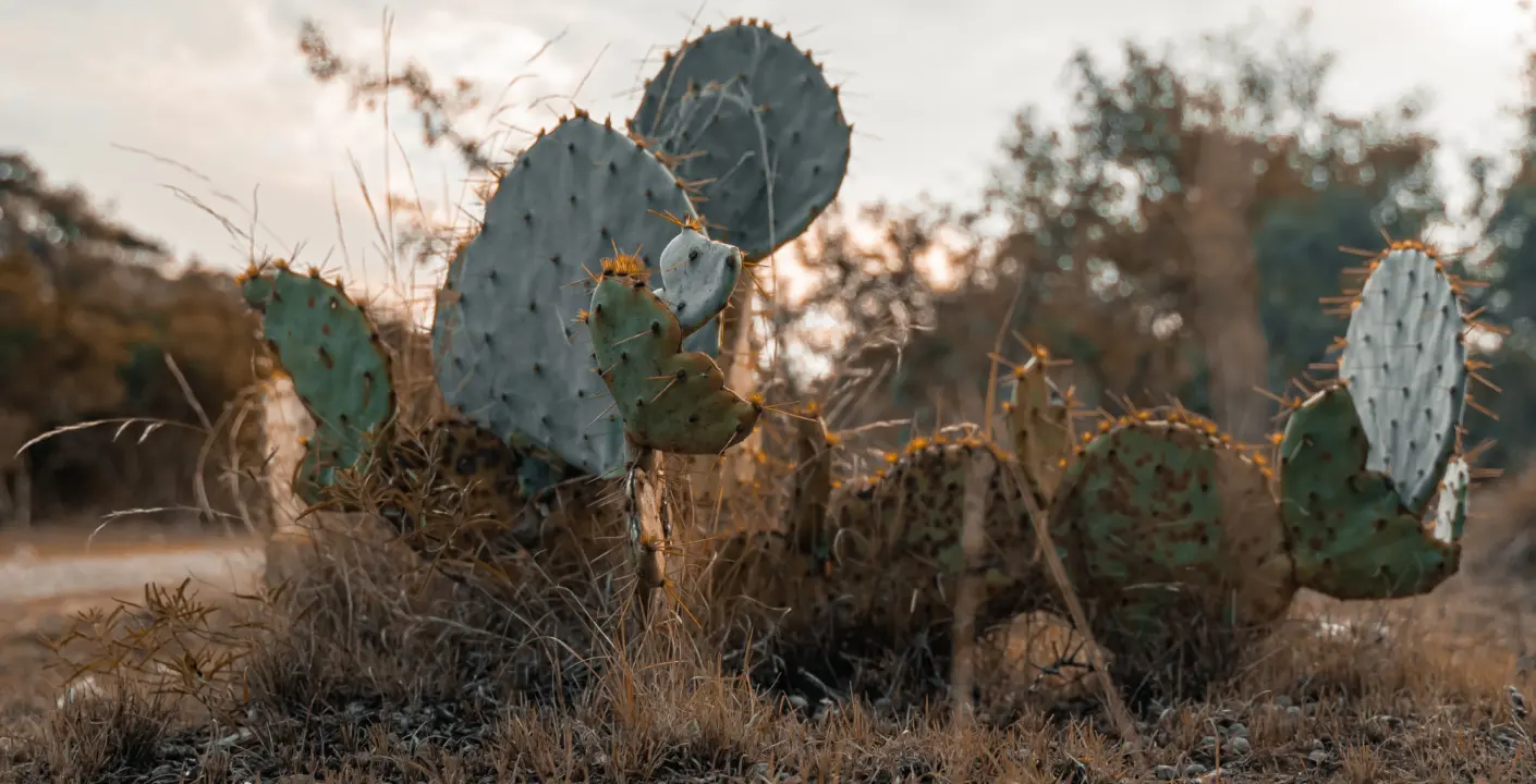 Exotic hunting texas