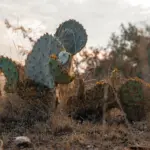 Exotic hunting texas