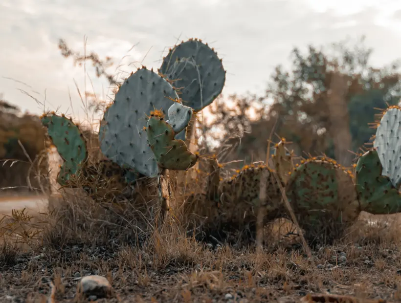 Exotic hunting texas
