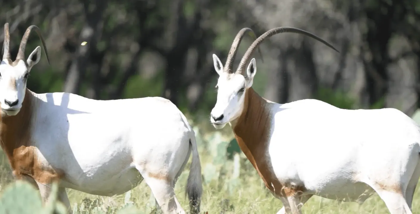 Exotic hunts texas hill country