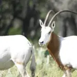 Exotic hunts texas hill country