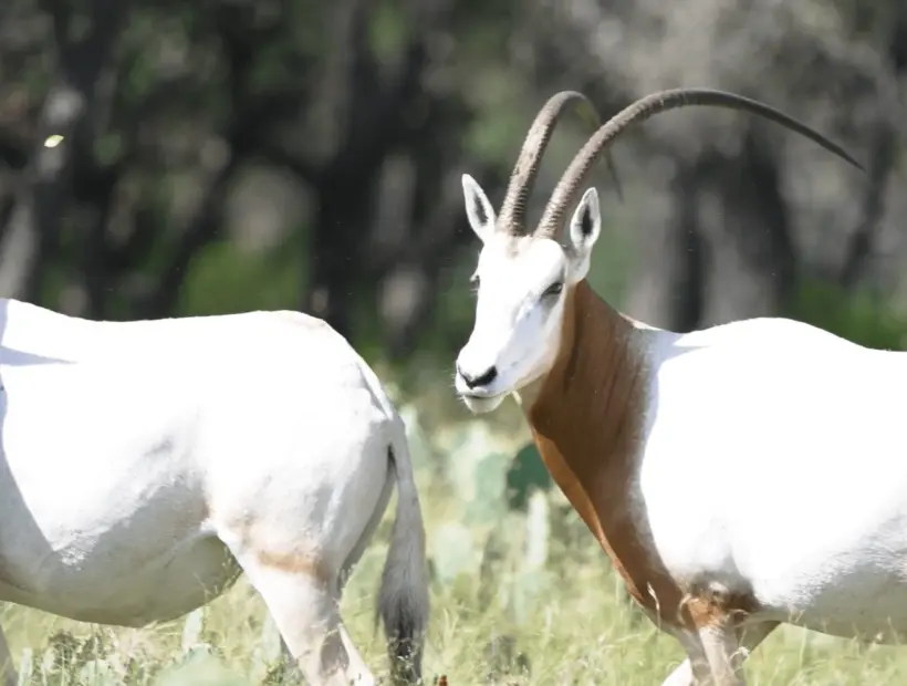 Exotic hunts texas hill country