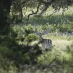 Safari Specialists Fallow Deer