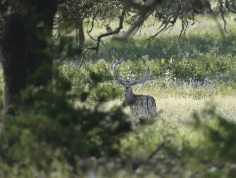 Safari Specialists Fallow Deer