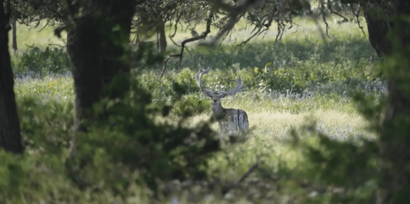 Safari Specialists Fallow Deer