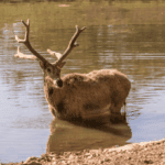 Fall exotic game hunts texas