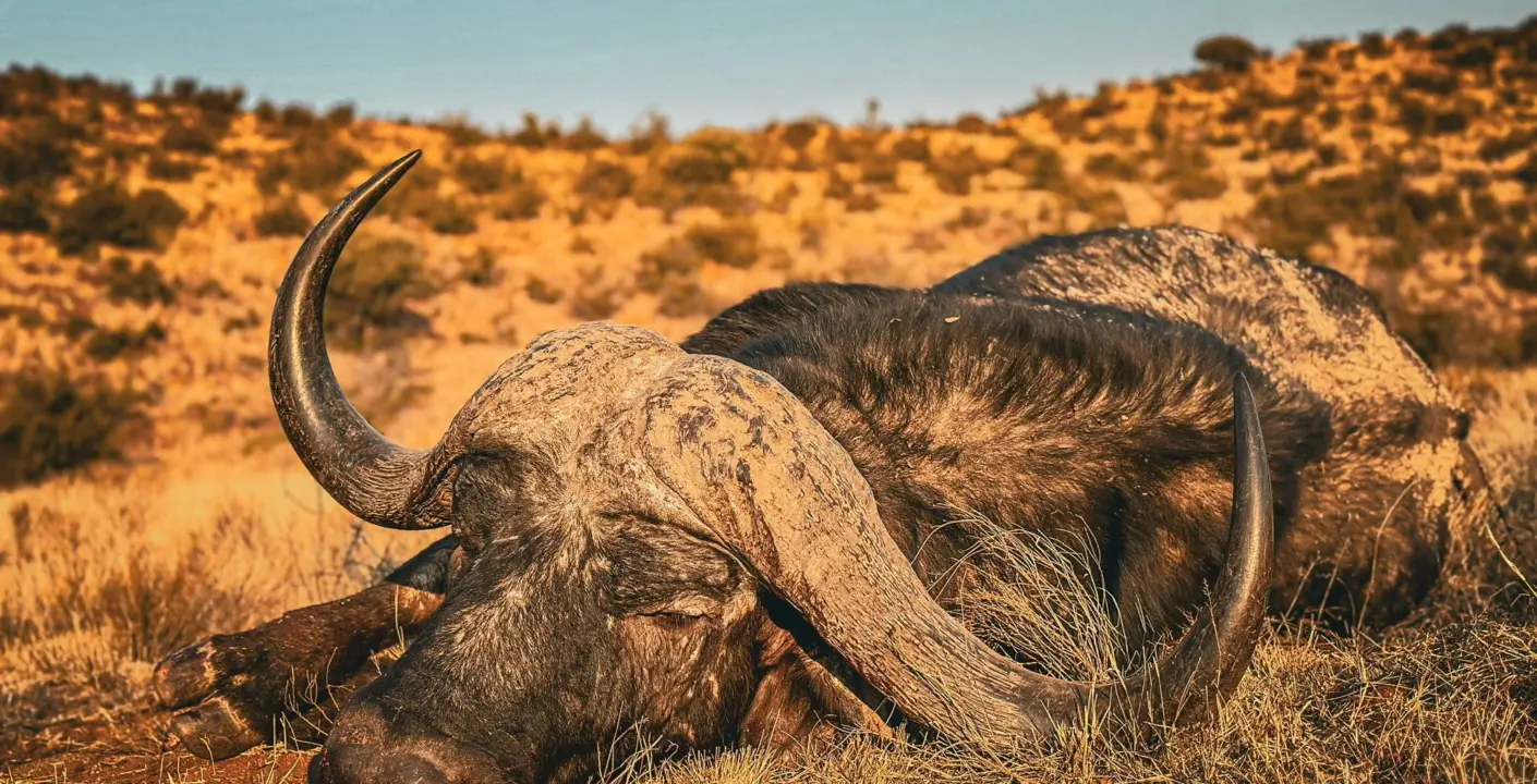 Cape Buffalo Safari Specialists