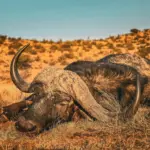 Cape Buffalo Safari Specialists