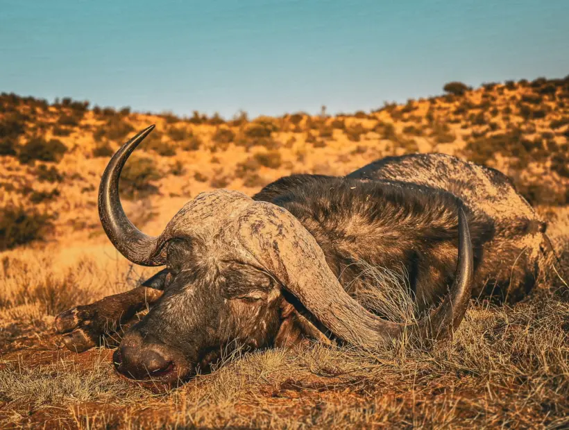 Cape Buffalo Safari Specialists