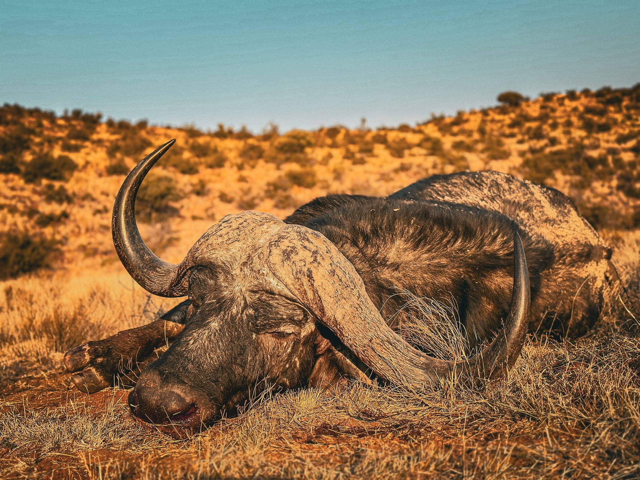 Safari Specialists Cape Buffalo Cape Buffalo Safari Specialists