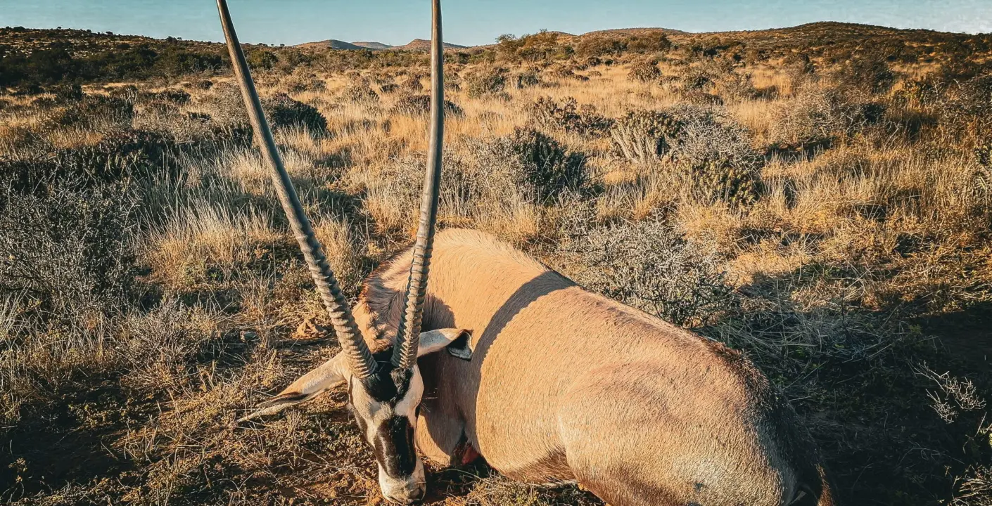 Safari Specialists South African oryx