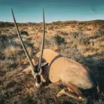 Safari Specialists South African oryx
