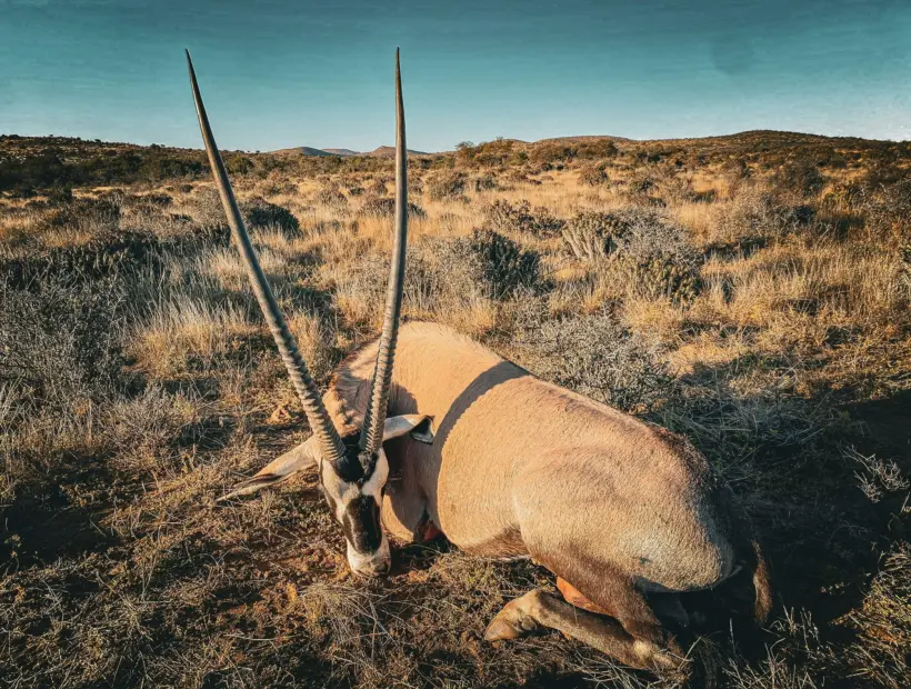 Safari Specialists South African oryx
