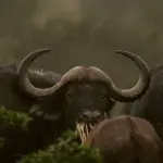 South africa