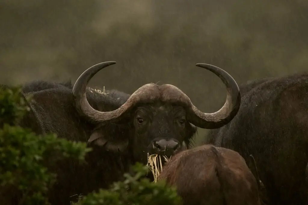 Hunting the Eastern Cape: Six Biomes in One Province